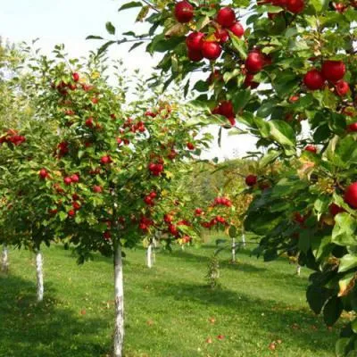 Плодовые деревья в Дзержинске