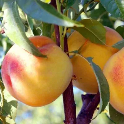 Колонновидные персики в Дзержинске