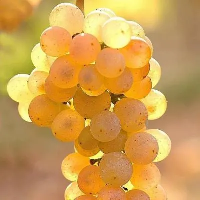 Белый виноград в Дзержинске