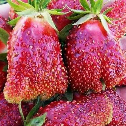 Клубника КУПЧИХА в Дзержинске