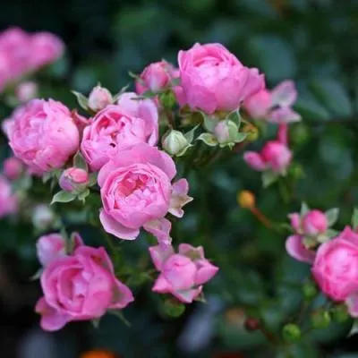 Роза полиантовая в Дзержинске
