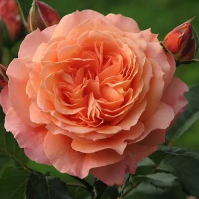 Роза шраб в Дзержинске